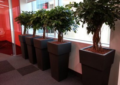 Non-Soil Hydroculture Plants And Pots in Modern Setting | Microsoft Abu Dhabi