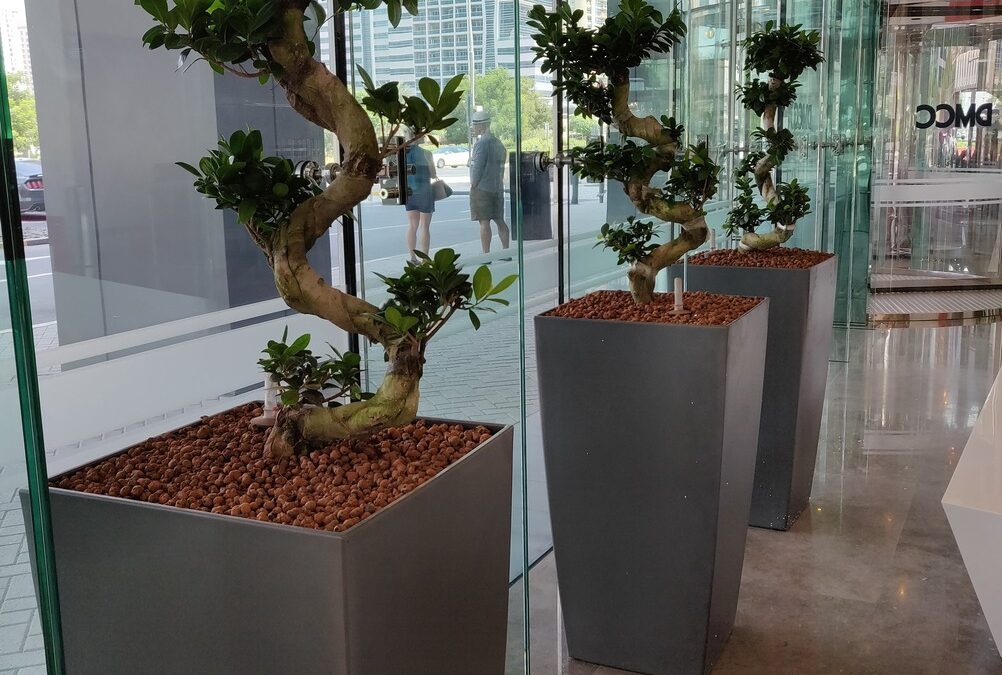 Hydroculture Plants That Stand Out: Ficus Microcorpa Bonsai | JLT One Tower
