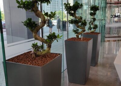 Hydroculture Plants That Stand Out: Ficus Microcorpa Bonsai | JLT One Tower
