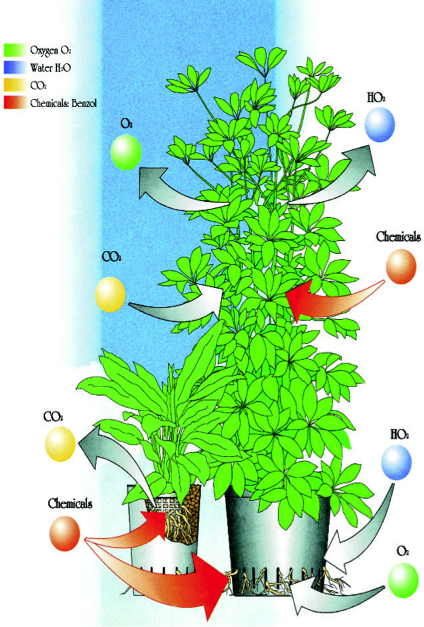 hydroculture plants hydroculture air advantage