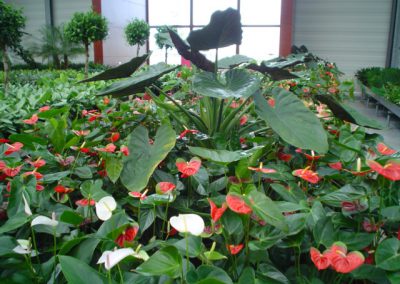 hydroculture plants anthurium