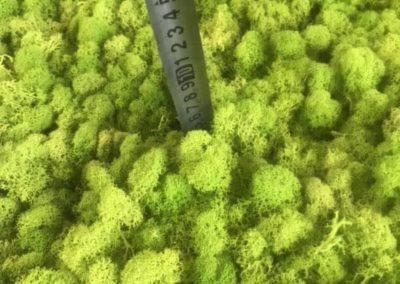 moss wall height