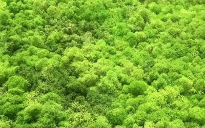 What is a Moss Wall?