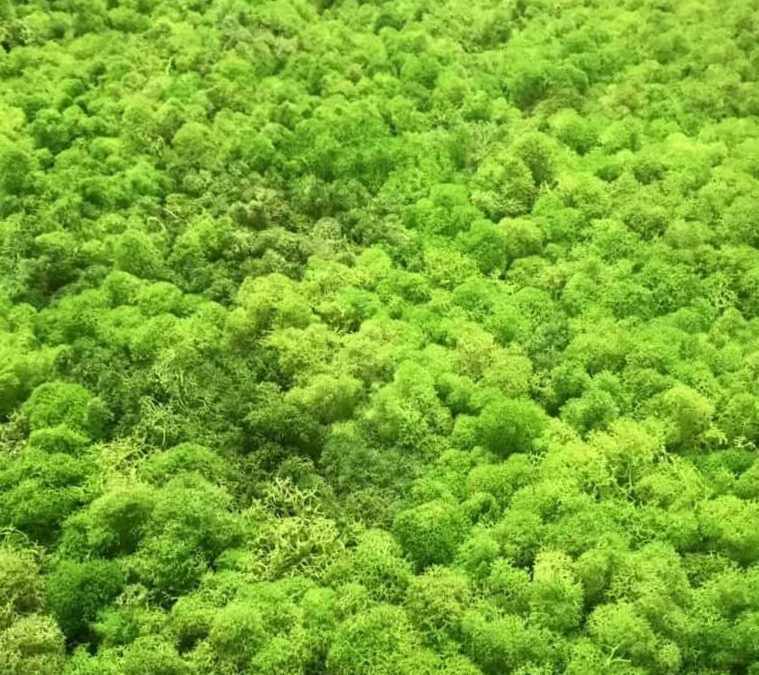 What is a Moss Wall?