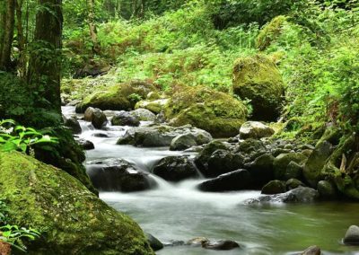 river forrest
