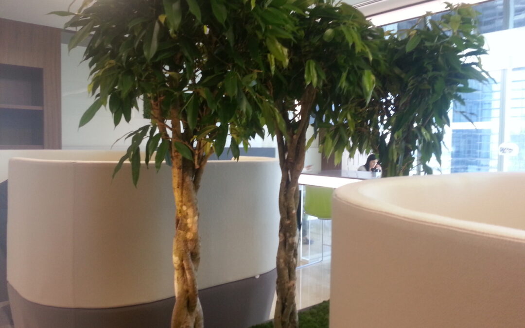 Plants in The Office: WHAT ARE THE BENEFITS?
