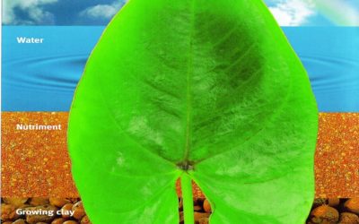 A Guide to the Basics of Hydroculture
