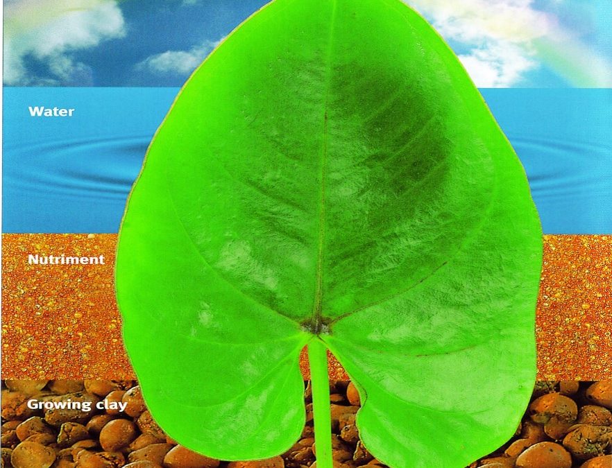A Guide to the Basics of Hydroculture