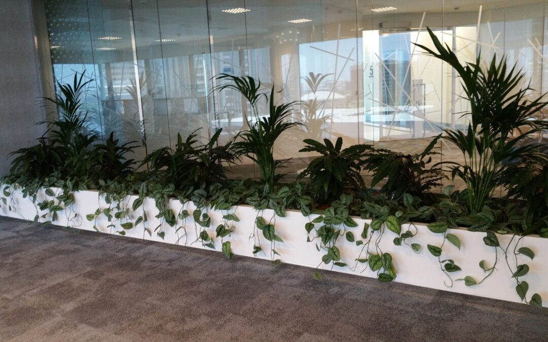 Low-Maintenance Hydroculture Plants To Liven Up Your Office | Dubai Chamber of Commerce 2018