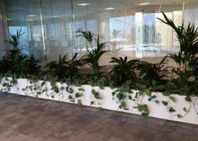 Low-Maintenance Hydroculture Plants To Liven Up Your Office | Dubai Chamber of Commerce 2018
