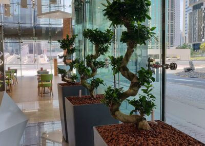JLT One Hydroculture plants