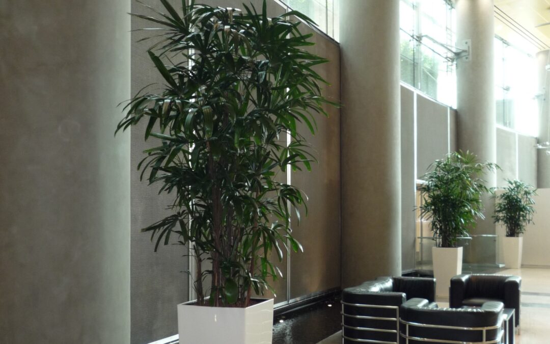 Unique Hydroculture Plants – Rhapis Palms and Ficus Microcorpa Bonsai – For An Exclusive Office Entrance | Burjuman Business Tower