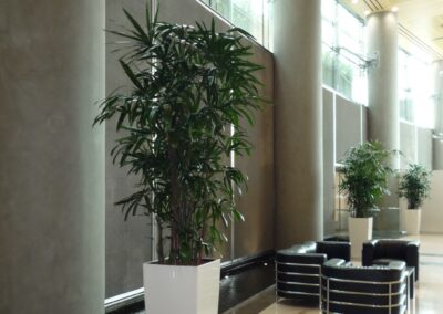 Unique Hydroculture Plants – Rhapis Palms and Ficus Microcorpa Bonsai – For An Exclusive Office Entrance | Burjuman Business Tower