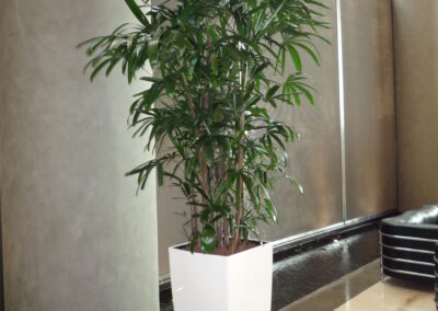 Hydroculture Plants Burjuman