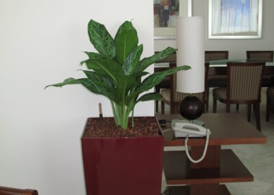 IMG 0007