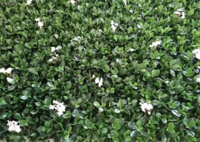 Sky View Brazialian Restaurant Artificial Green Wall with white flowers