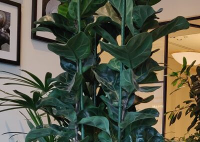Ficus Lyrata