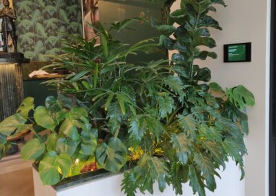 Legatumn Hydroculture Plants 1