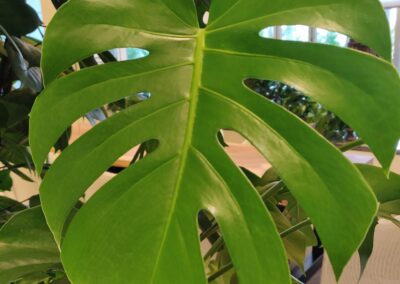 Legatumn Hydroculture Plants 10 1