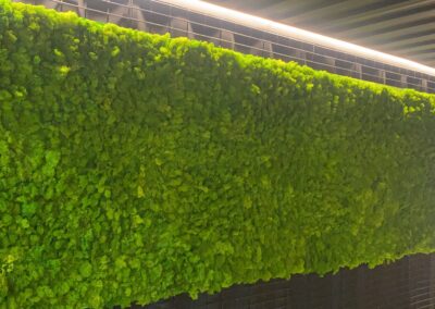 Living Moss Wall