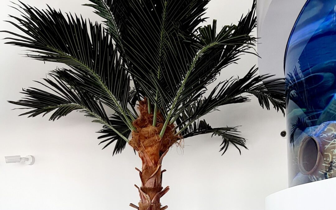 Peaceful Phoenix Palm Tree | The National Aquarium Abu Dhabi