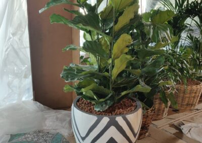hydroculture plants