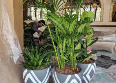 hydroculture plants