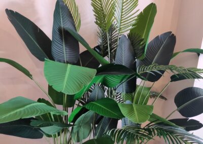 hydroculture plants
