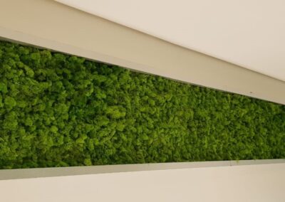 preserved moss