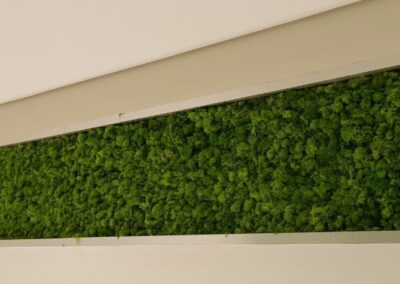 preserved moss