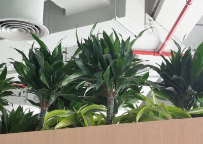 Flash Entertainment HQ Hydroculture Office Plants