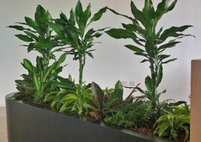 Flash Entertainment HQ Hydroculture Office Plants