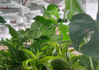 Flash Entertainment HQ Hydroculture Office Plants