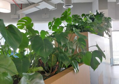 Flash Entertainment HQ Hydroculture Office Plants