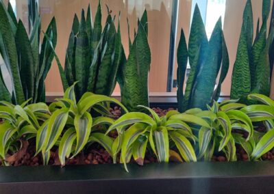 Hydroculture plants Flash Entertainment HQ Hydroculture Office Plants