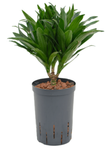 Dracaena fragrans 'Compacta'