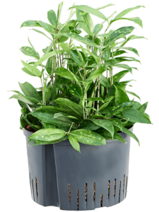 Dracaena surculosa
