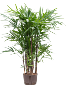 Rhapis (Lady Palm or Bamboo Palm)
