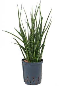 Sansevieria Kirkii 'Fernwood' (Snake Plant or Mother-In-Law's Tongue)
