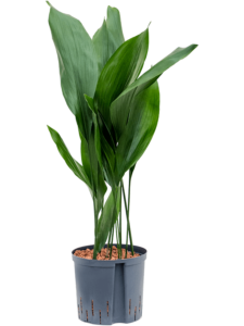Aspidistra (Cast Iron Plant)