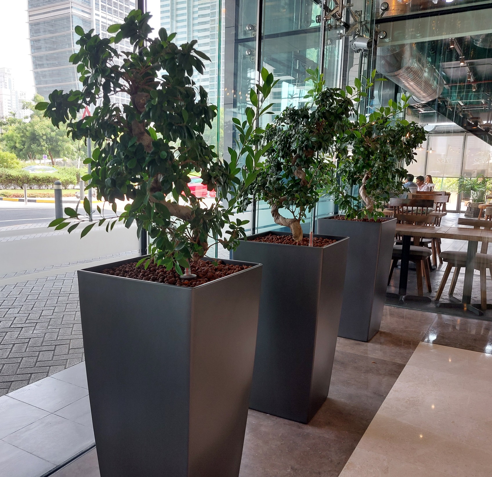 Hydroculture Plants Ficus Bonsai JLT One Hydroculture Plants Ficus Bonsai JLT One