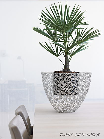 Hydroculture Plants Plant arrangement exclusive plant pot