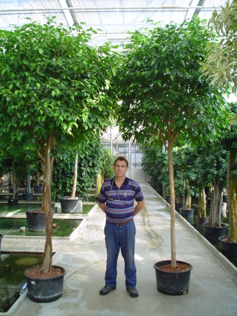 Hydroculture Plants Ficus tree