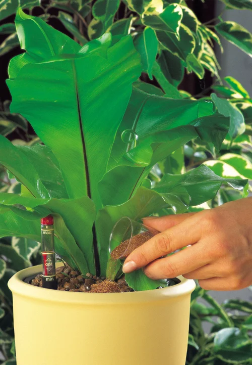 Hydroculture plants fertilizer nutrients