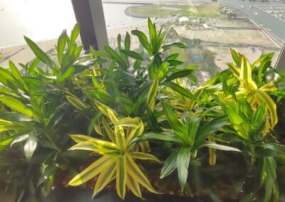 Hydroculture Preserved Bonsai Tree Bespoke GRC Pots Telegram HQ