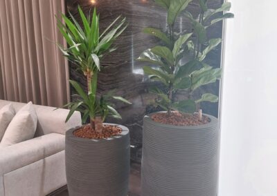 Hydroculture Preserved Bonsai Tree Bespoke GRC Pots Telegram HQ