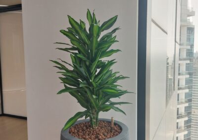 Hydroculture Preserved Bonsai Tree Bespoke GRC Pots Telegram HQ