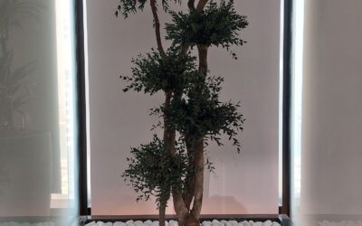 Harmonious Workspaces: Hydroculture and Preserved Bonsai Trees | Telegram HQ