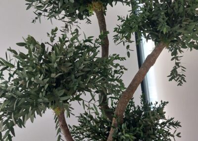 Hydroculture Preserved Bonsai Tree Bespoke GRC Pots Telegram HQ