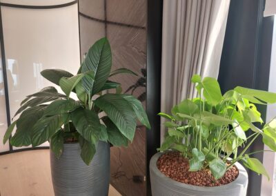 Hydroculture Preserved Bonsai Tree Bespoke GRC Pots Telegram HQ
